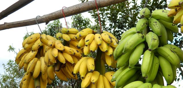 St Lucia agriculture